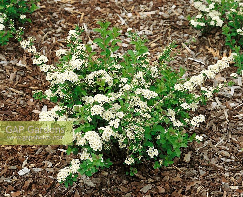 MARIÉE SPIRAEA NIPPONICA JUIN