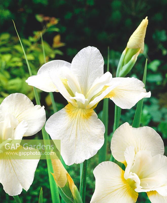 IRIS SIBIRICA HARPSWELL BONHEUR / BLANC