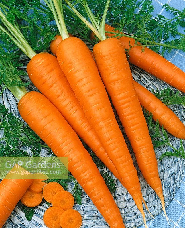 Daucus carota Cubic