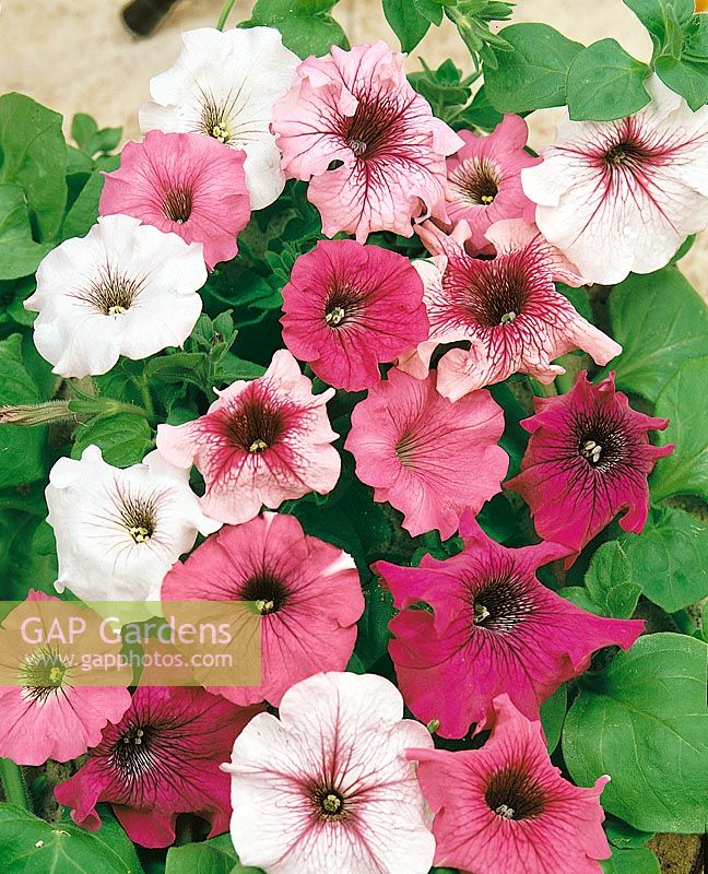 PETUNIA GIANTS OF CALIFORNIA