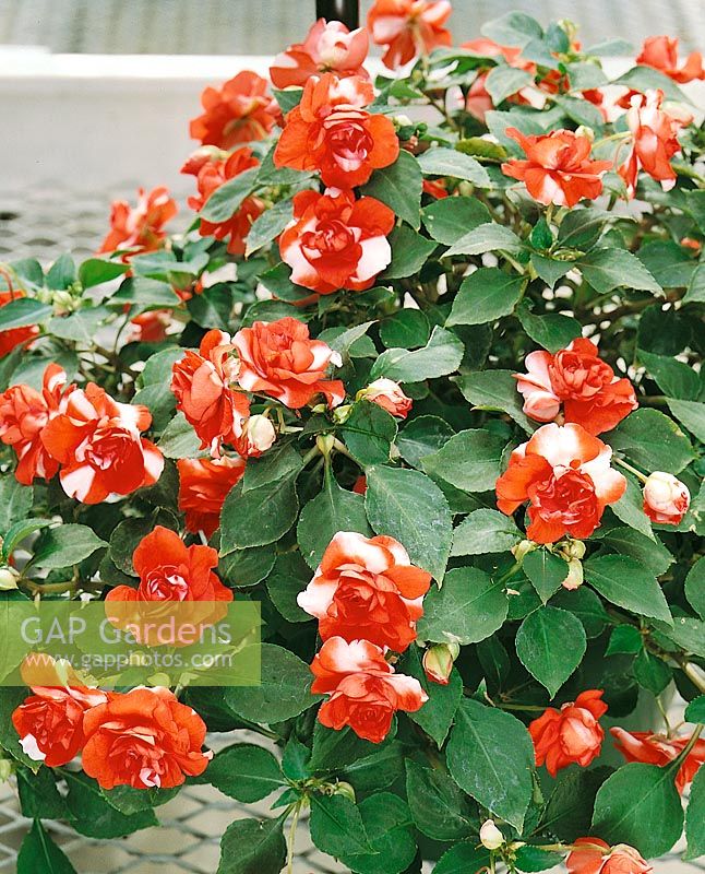 Impatiens walleriana Fiesta Sparkler Orange