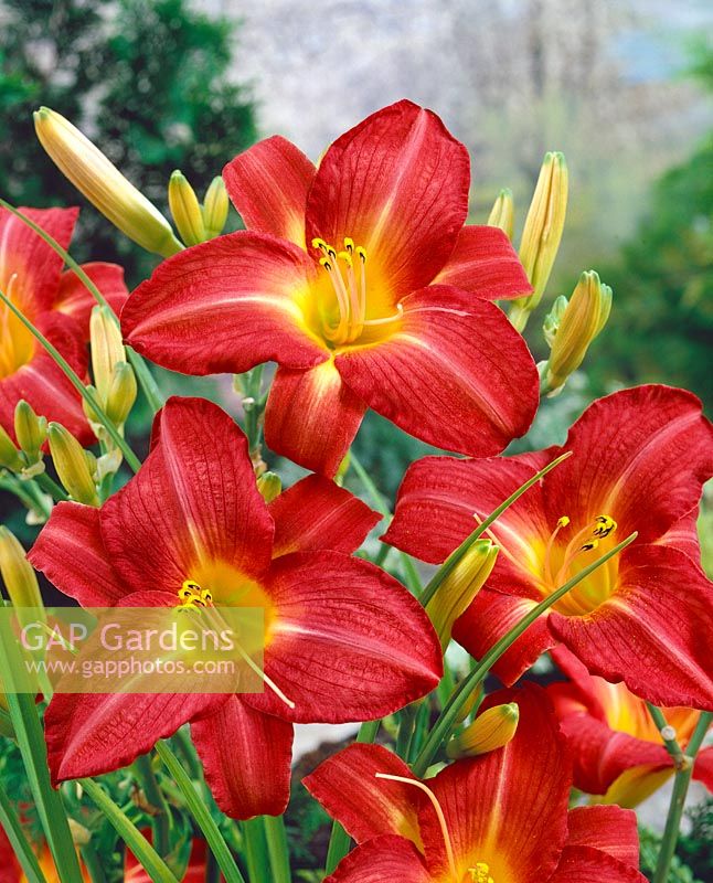 Joues de cerise Hemerocallis