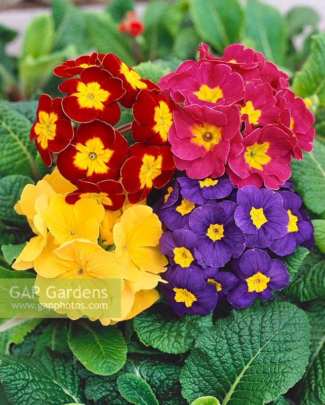 BOMBES PRIMULA BLISS