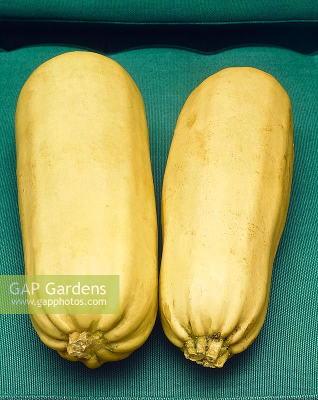 Courgettes / Cucurbita pepo con. giromontiina