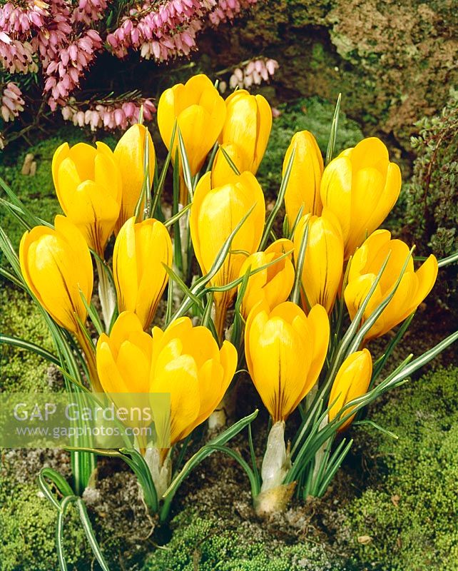 Crocus vernus Mammouth jaune