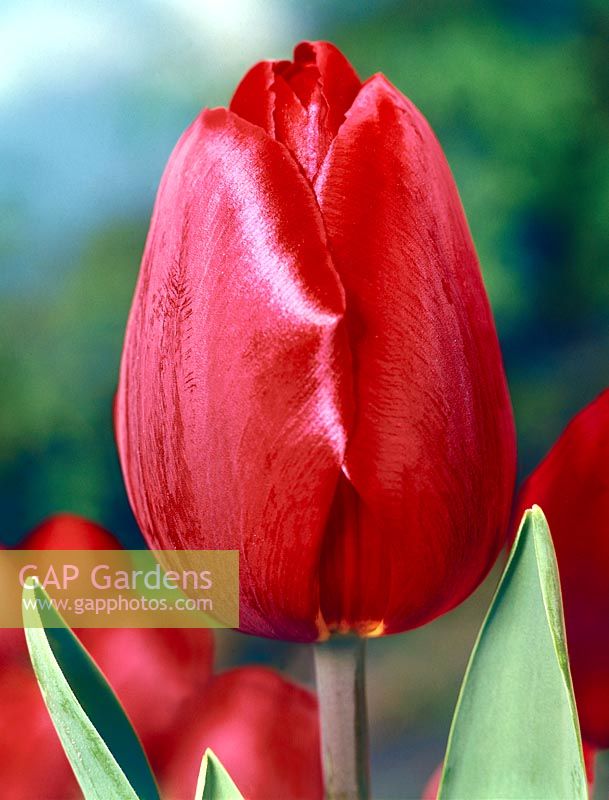 Tulipa Triumph Tambour Maitre