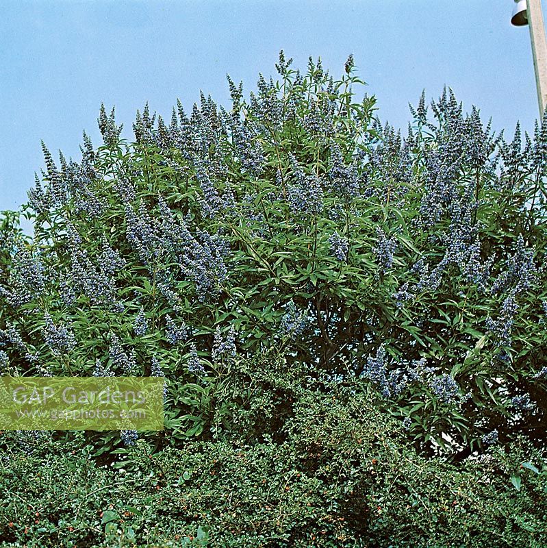 VITEX AGNUS-CASTUS LATIFOLIA