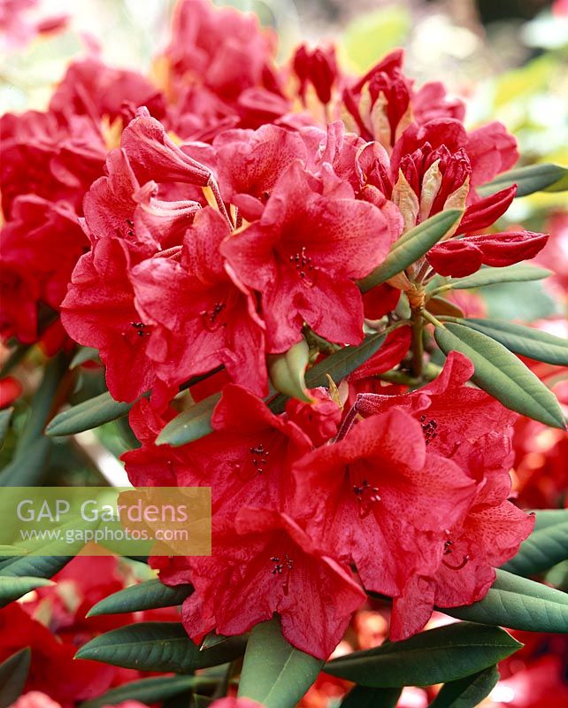 RHODODENDRON TALLY HO