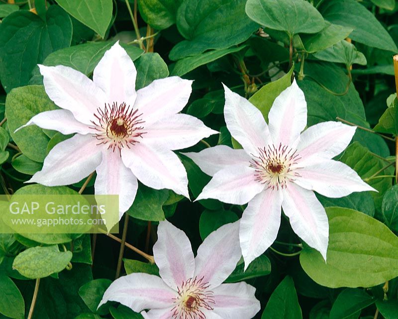 Clematis Mere Theresa