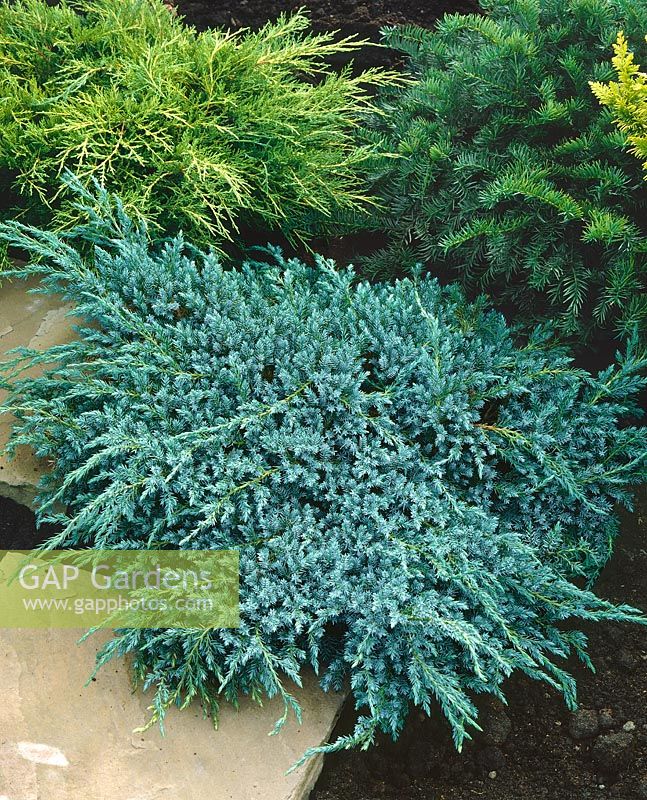 Tapis bleu Juniperus squamata