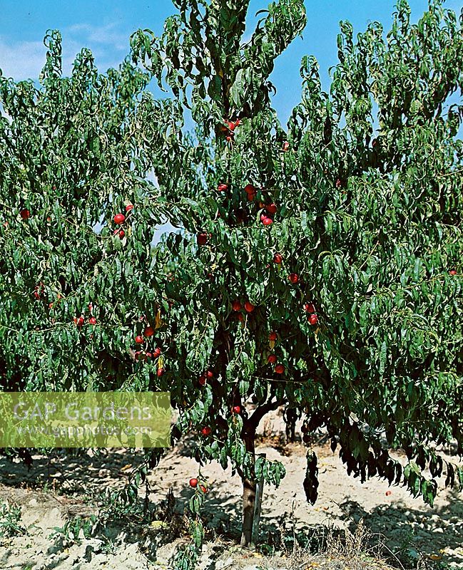 Nektarine / Prunus persica var. arbre nucipersica