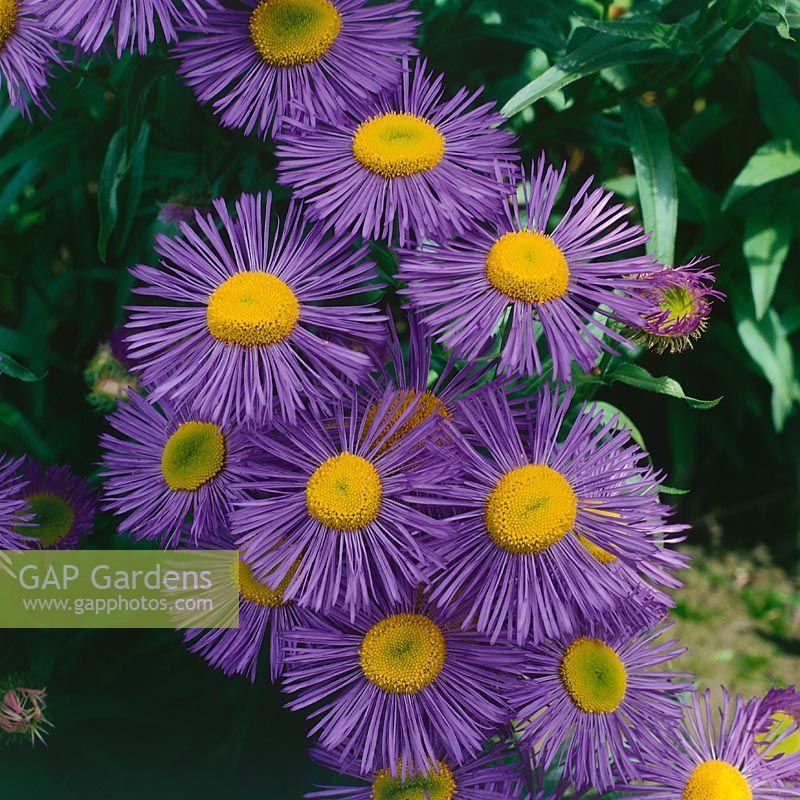 ERIGERON BLAUE SCHÖNHEIT