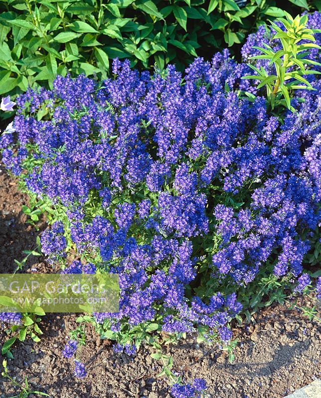 Veronica austriaca ssp. teucrium Crater Lake Blue