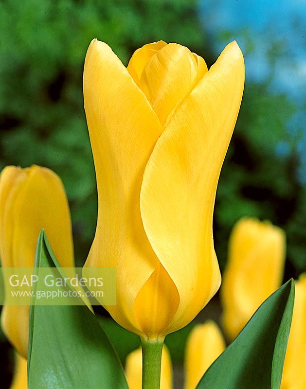 Tulipa Fosteriana Yellow Empress
