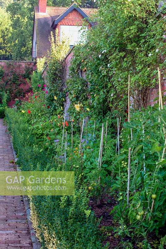 Jardin clos de Barleywood, Wrington, Somerset, Royaume-Uni. Dahlias dans le jardin de coupe