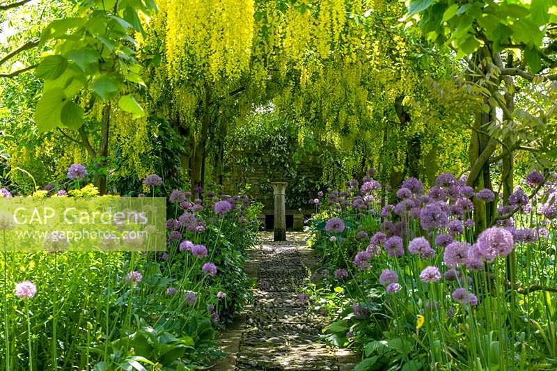 Barnsley House Gardens, Glos., Royaume-Uni. Ancien jardin de Rosemary Verey, Allium 'Purple Sensation' planté sous la voûte Laburnum