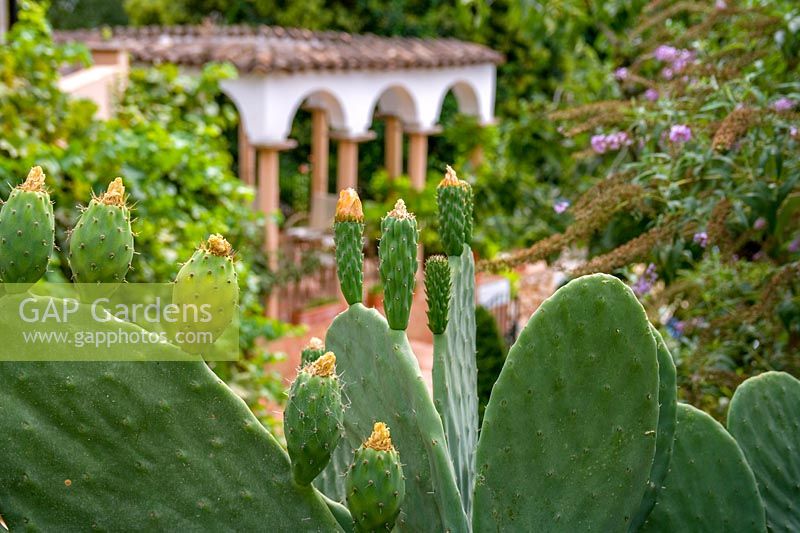 Cactus dans jardin tropical, Molino Del Santo, Ronda, Espagne