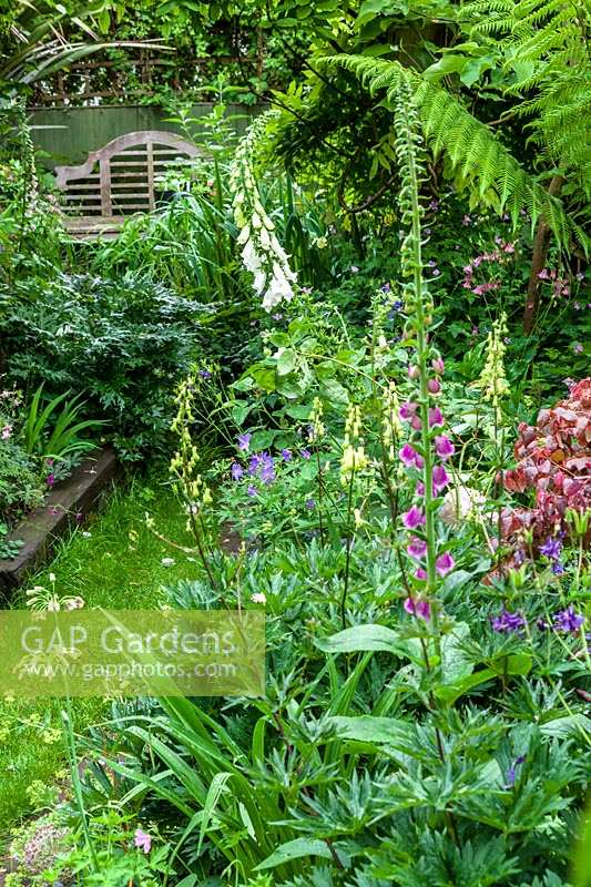 Le jardin d'Helen Banbury, Bristol, Royaume-Uni. petit jardin de ville, design contemporain et rempli de plantes, (PR disponible)