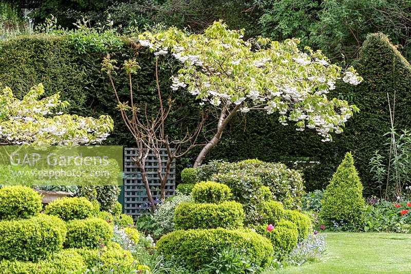 Mill Dene Garden, Blockley, Gloucestershire, topiaire croissant dans les parterres de fleurs au début de l'été