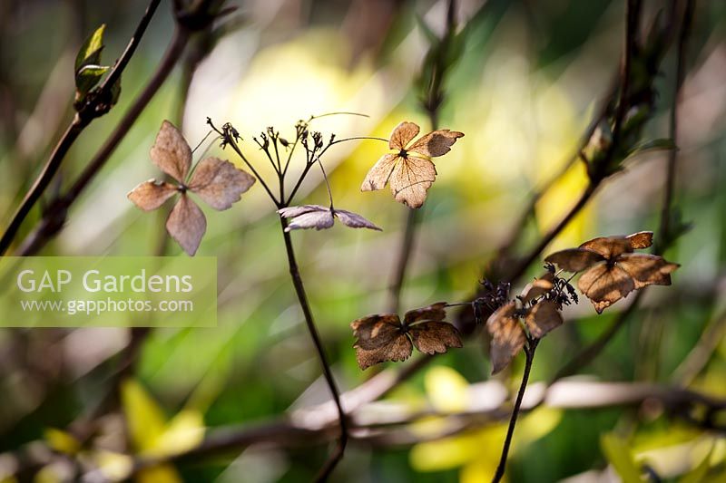 Têtes de graines d'hortensia au printemps parterre de fleurs avec des jonquilles derrière