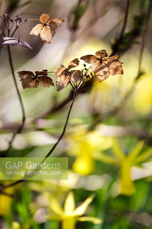 Têtes de graines d'hortensia au printemps parterre de fleurs avec des jonquilles derrière