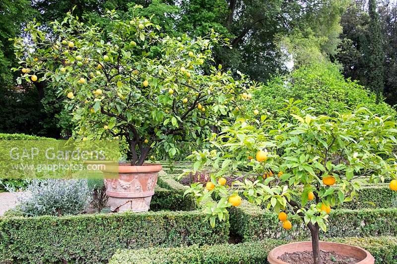 Parterre avec citronniers en pots dans le jardin du Palazzo Corsini, à Florence, Italie