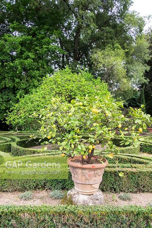 Parterre avec citronniers en pots dans le jardin du Palazzo Corsini, à Florence, Italie