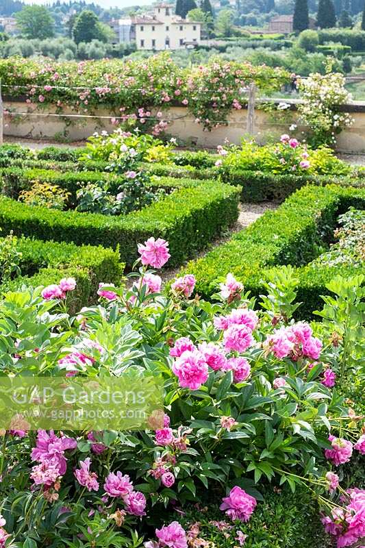 Pivoines roses dans les jardins de Boboli, Florence, Italie