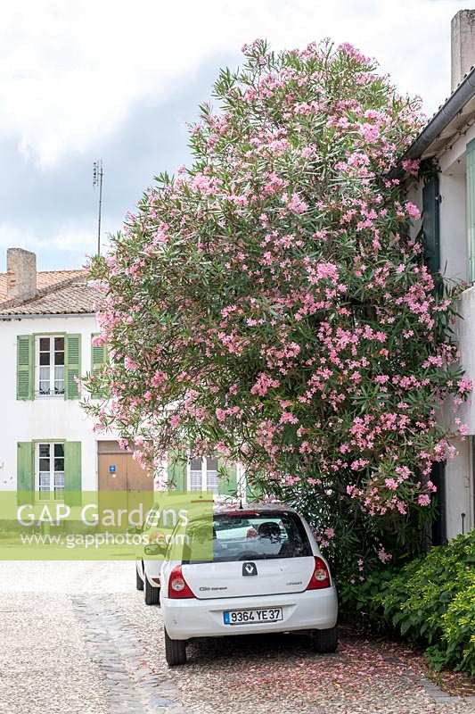 Buisson de lauriers roses à l'extérieur de la maison à La Flotte, Ile De Ré. Poitou-Charentes, France.