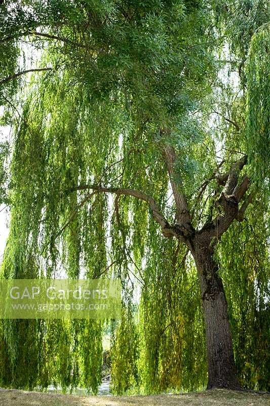Salix babylonica, saule pleureur