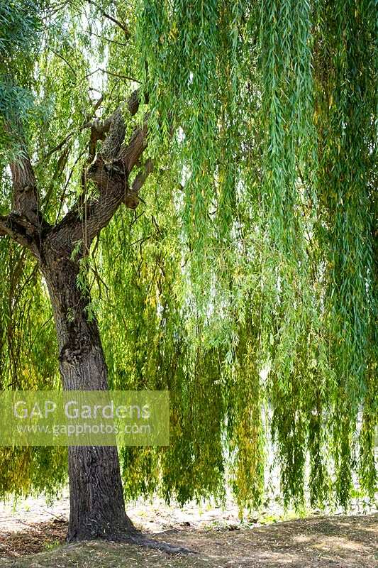 Salix babylonica, saule pleureur