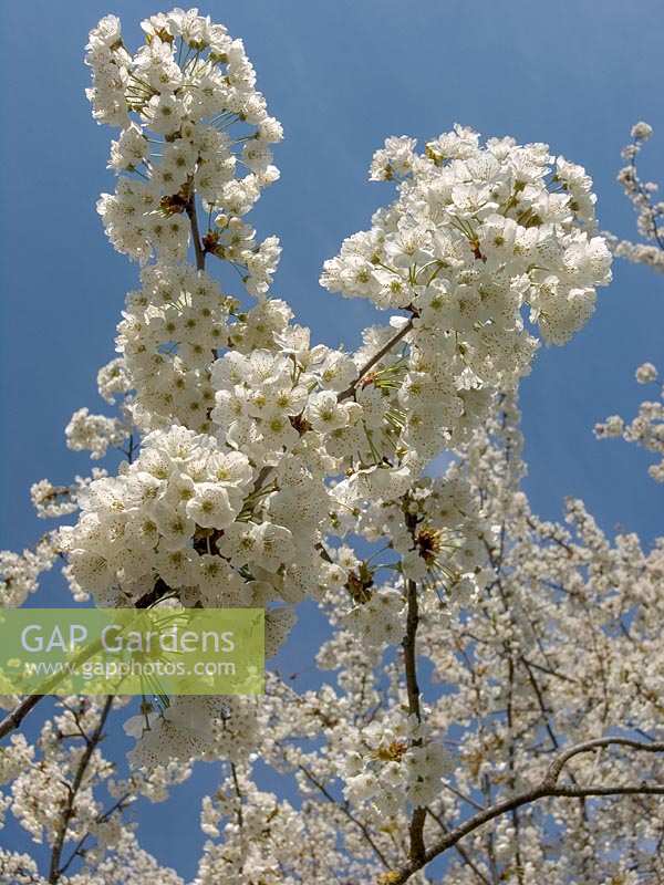 Toscane du Nord, Italie, printemps. Fleur blanche en arbre fruitier dans les Appenines