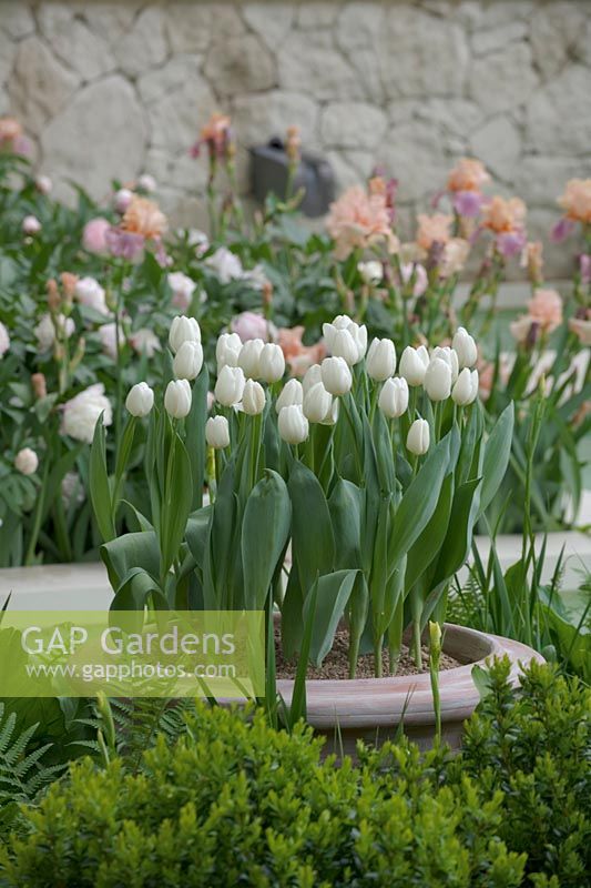 Chelsea Flower Show 2006, Londres, Royaume-Uni. 'Le Jardin Laurent Perrier' (des. Jinny Blom) plantation romantique blanc et rose dans un jardin de fleurs informel, tulipes blanches en pot