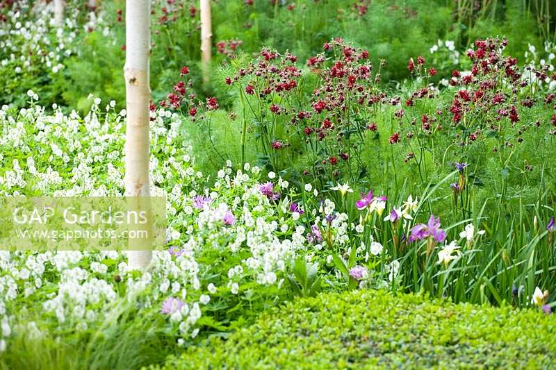 Chelsea Flower Show 2006, Londres, Royaume-Uni. 'Le Jardin Savills' (des. Barnett / Nixon) géranium, Iris et Aquilegia en schéma de plantation rouge et blanc
