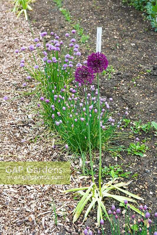 Cerney House Gardens, Gloucestershire, Royaume-Uni. (Sir Michael et Lady Angus) Allium aflatunense