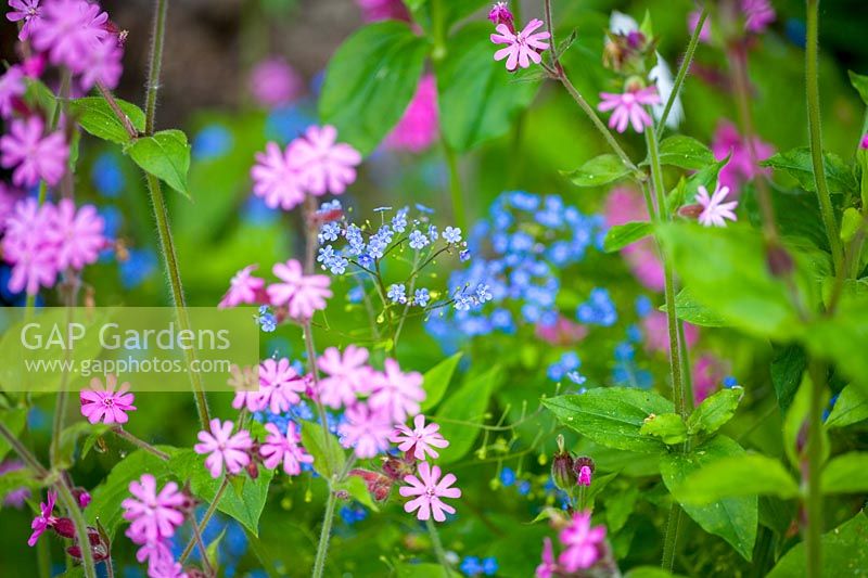 Red Campion (Silene dioica) et Forget-Me-Nots