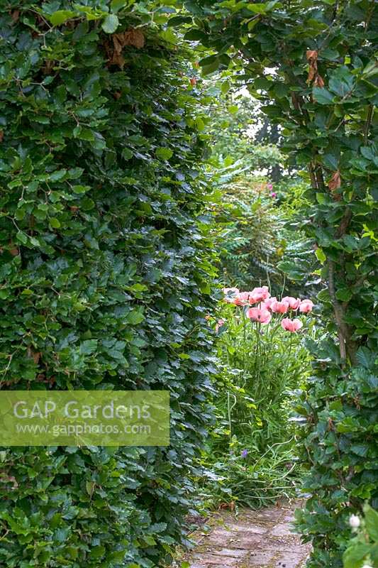 Caervallack, Cornwall, Royaume-Uni. (McClary / Robinson) Jardin d'artistes en été, vue à travers l'arche de hêtre avec des coquelicots orientaux