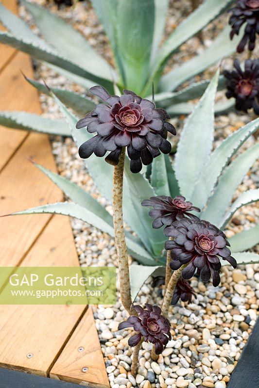 Chelsea Flower Show 2007, 'Le jardin de sable et de glace de Hasmead' (Linda Bush) Aeonium et Agaves en gravier