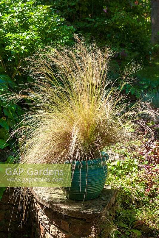 Jardin Watcombe, Somerset, Royaume-Uni. Été, pot de Stipa tennuissima