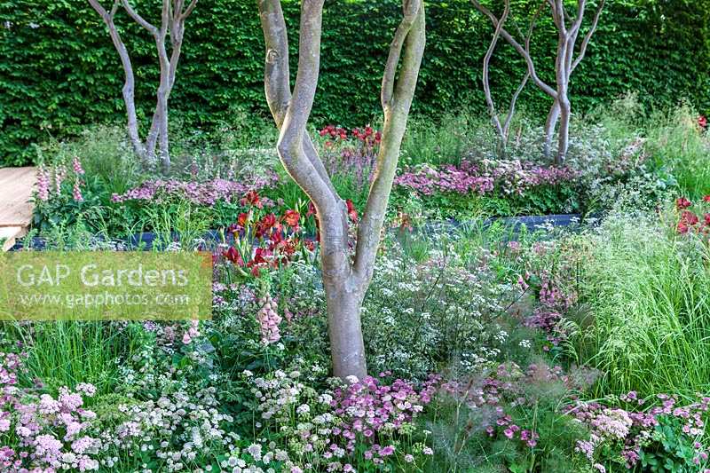 Le Jardin Laurent Perrier conçu par Luciano Guibillei au Chelsea Flower Show 2011