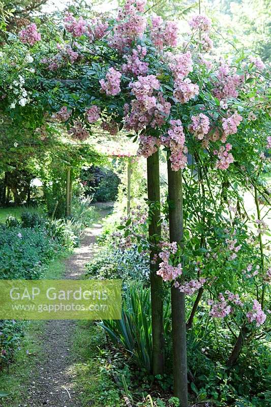 Jardins de Cerney, Gloucestershire. Arc rose en été.