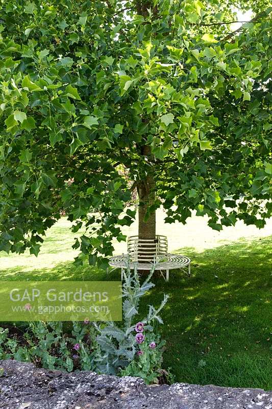Jardins de Cerney, Gloucestershire. Siège d'arbre ombragé sous Liriodendron (Tulipier)