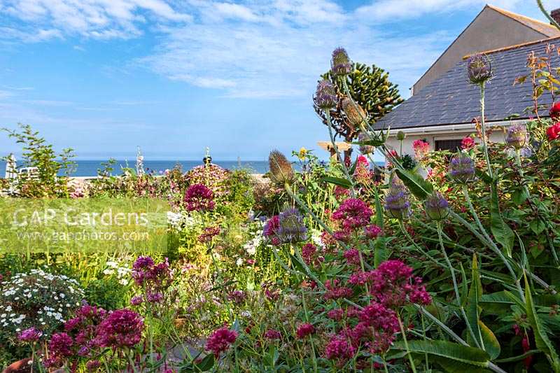 Roger et Helen Grimes 'jardin à Beesands, Devon en plein été. Jardin de bord de mer coloré avec beaucoup d'annuelles.
