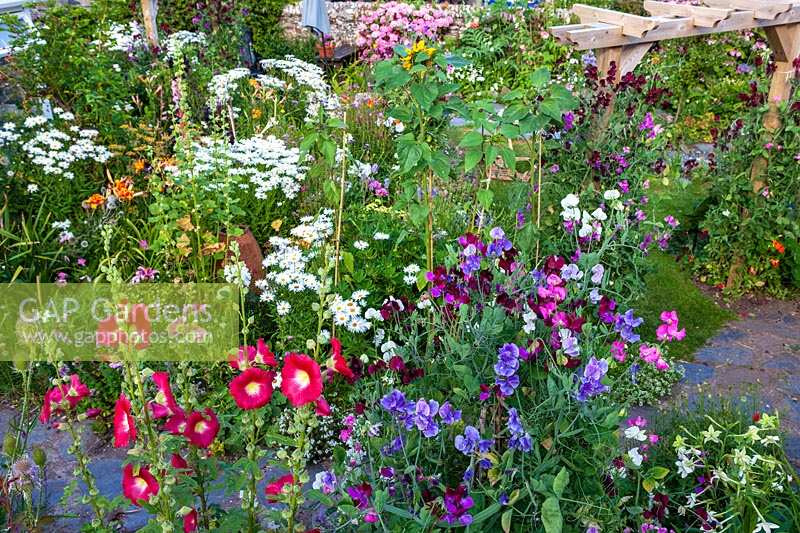 Roger et Helen Grimes 'jardin à Beesands, Devon. Roses trémières et annuelles d'été colorées