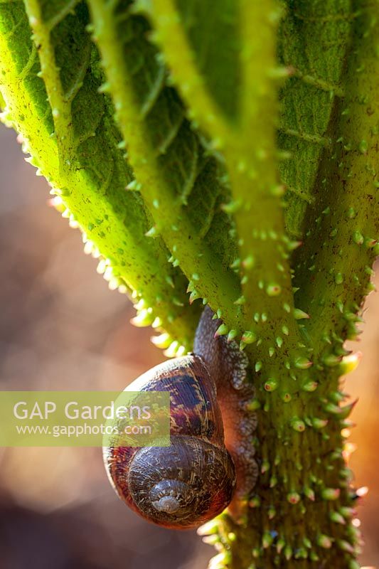 Escargot grimpant sur les jeunes feuilles de Gunnera manicata