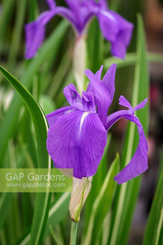 Iris laevigata 'Variegata'