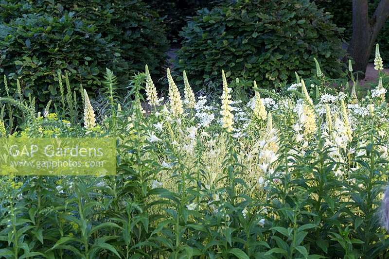 RHS Chelsea Flower Show 2014. Le jardin Laurent Perrier, designer Luciano Guibbilei. Orlaya grandiflora et Lupinus 'Cashmere Cream '.