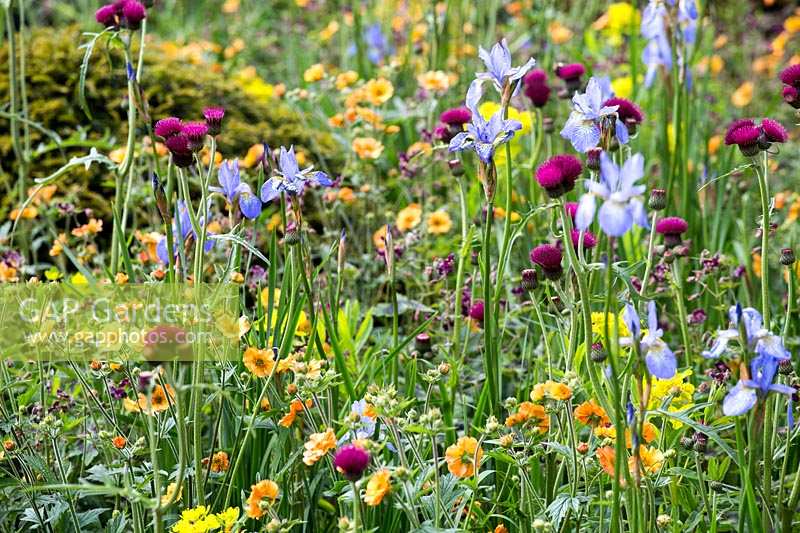 Parterres de fleurs informelles colorées avec Iris sibirica, Cirsium rivulare 'Atropurpureum' et Geum 'Marmalade' dans The Homebase Garden - Urban Retreat, au Chelsea Flower Show 2015