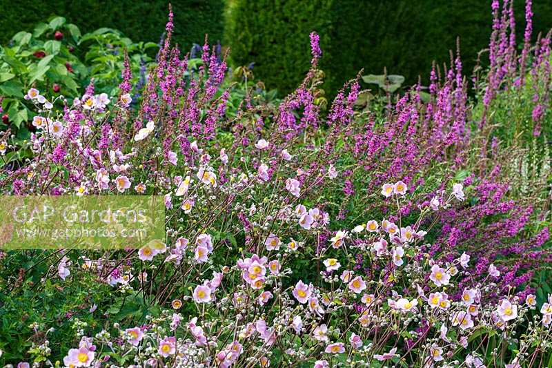 Bourton House Garden, Gloucestershire. Mi-été. Anémone 'Queen Charlotte' et Lythrum salicaria 'Fire Candle' en parterre de fleurs à thème rose