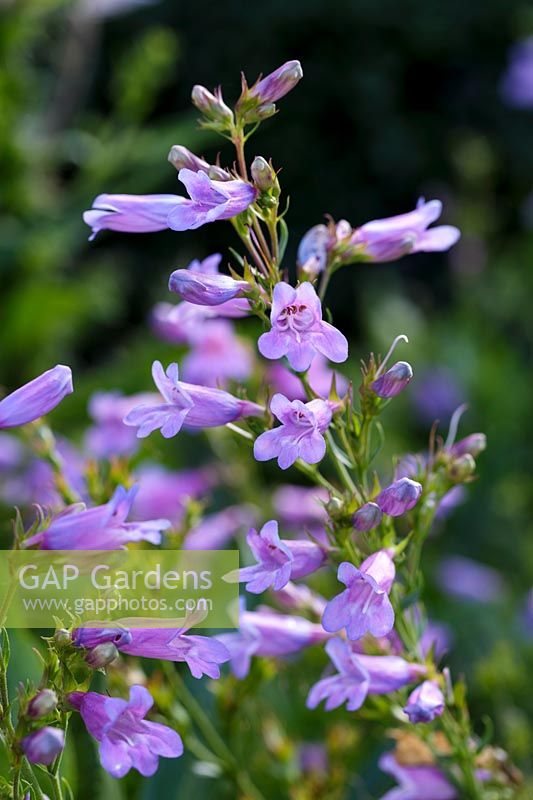 Penstemon 'Heavenly Blue'